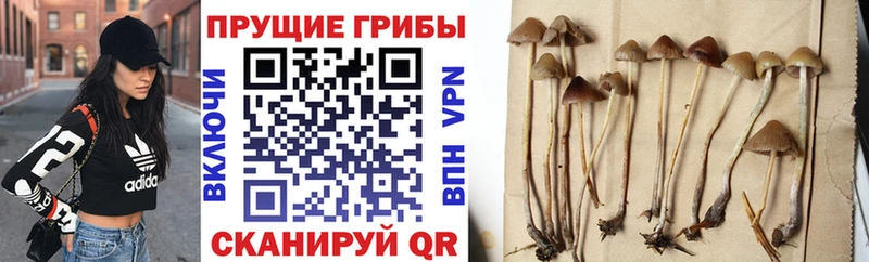 Купить  Шарыпово  Псилоцибиновые грибы GOLDEN TEACHER 